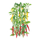 Botanical illustration of a cayenne chile pepper plant with slender, curved yellow pods ripening at the upper stems and elongated red pods clustered lower down among green foliage on a white background.