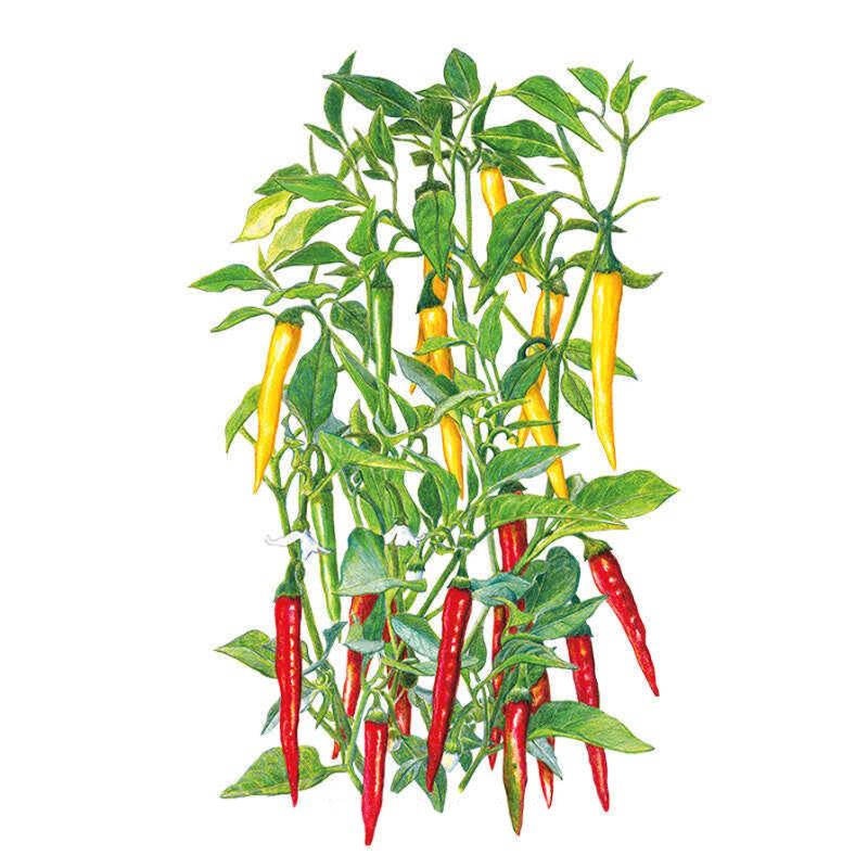 Botanical illustration of a cayenne chile pepper plant with slender, curved yellow pods ripening at the upper stems and elongated red pods clustered lower down among green foliage on a white background.