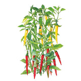 Botanical illustration of a cayenne chile pepper plant with slender, curved yellow pods ripening at the upper stems and elongated red pods clustered lower down among green foliage on a white background.
