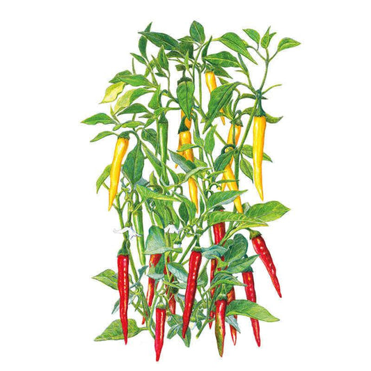 Botanical illustration of a cayenne chile pepper plant with slender, curved yellow pods ripening at the upper stems and elongated red pods clustered lower down among green foliage on a white background.