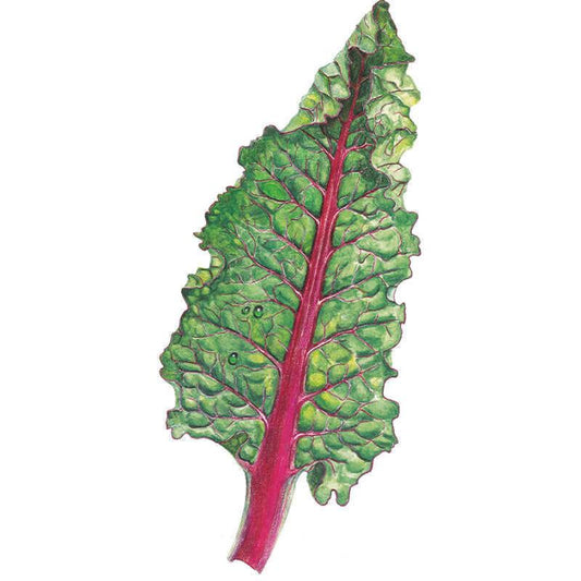 Illustrated Ruby Red Swiss chard leaf with a crinkled, deeply veined green blade and a vivid magenta-pink stem and midrib, shown against a plain white background.