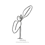 Simple black-and-white line drawing of a young chard seedling with two rounded cotyledon leaves and a small emerging true leaf on a single stem, labeled 