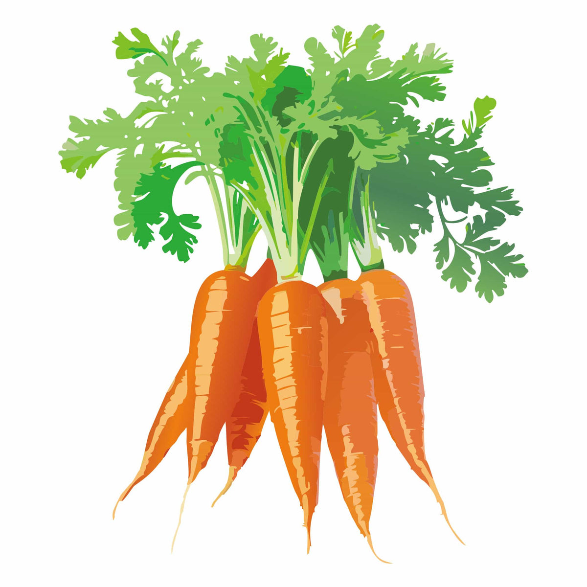 Detailed botanical illustration of five Mokum Carrots with bright orange roots and leafy green tops, isolated on a white background.