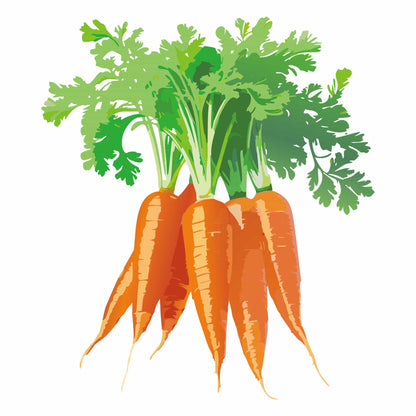 Detailed botanical illustration of five Mokum Carrots with bright orange roots and leafy green tops, isolated on a white background.