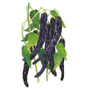 Botanical illustration of Pasilla Bajio chilaca chile peppers showing several long, slender, dark purple-black pods with mottled skin hanging from a green stem amid heart-shaped leaves against a white background.