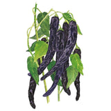 Botanical illustration of Pasilla Bajio chilaca chile peppers showing several long, slender, dark purple-black pods with mottled skin hanging from a green stem amid heart-shaped leaves against a white background.