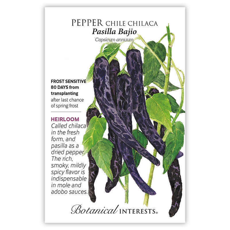 Seed packet for Pasilla Bajio Chilaca Chile Pepper featuring an illustration of long, slender dark purple-black peppers with mottled skin hanging among green leaves, with text noting it's frost sensitive, matures 80 days after transplanting, and describes its rich, smoky flavor used in mole and adobo sauces.