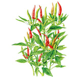 Botanical illustration of a Thai Hot chile pepper plant, showing slender upright pods in various ripening stages from green to orange to bright red, one small white flower, and dense pointed green leaves, against a plain white background.