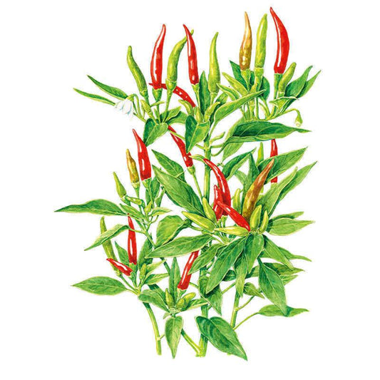 Botanical illustration of a Thai Hot chile pepper plant, showing slender upright pods in various ripening stages from green to orange to bright red, one small white flower, and dense pointed green leaves, against a plain white background.