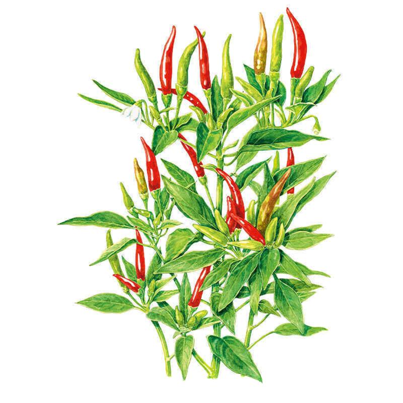 Botanical illustration of a Thai Hot chile pepper plant, showing slender upright pods in various ripening stages from green to orange to bright red, one small white flower, and dense pointed green leaves, against a plain white background.