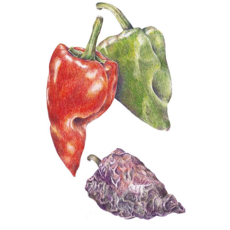 Botanical illustration of Ancho/Poblano chile peppers showing three ripening stages: a glossy heart-shaped green pod, a matching pod turned deep red, and a wrinkled, dried purplish-brown pod below.