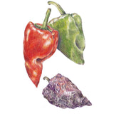 Botanical illustration of Ancho/Poblano chile peppers showing three ripening stages: a glossy heart-shaped green pod, a matching pod turned deep red, and a wrinkled, dried purplish-brown pod below.