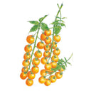 Botanical illustration of Sun Gold cherry tomatoes showing several long trusses densely packed with small round orange-gold fruit and toothed green leaves, set against a plain white background.