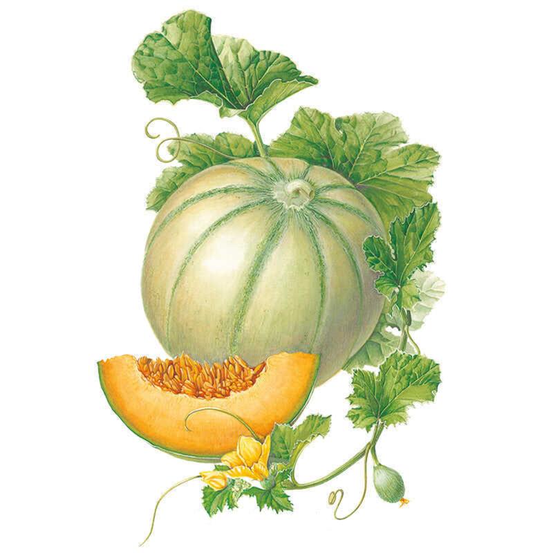 Botanical illustration of a Charentais cantaloupe melon showing its pale ribbed green skin, a cut wedge revealing bright orange flesh and seeds, plus attached vines, leaves, a small immature fruit, and a yellow flower.