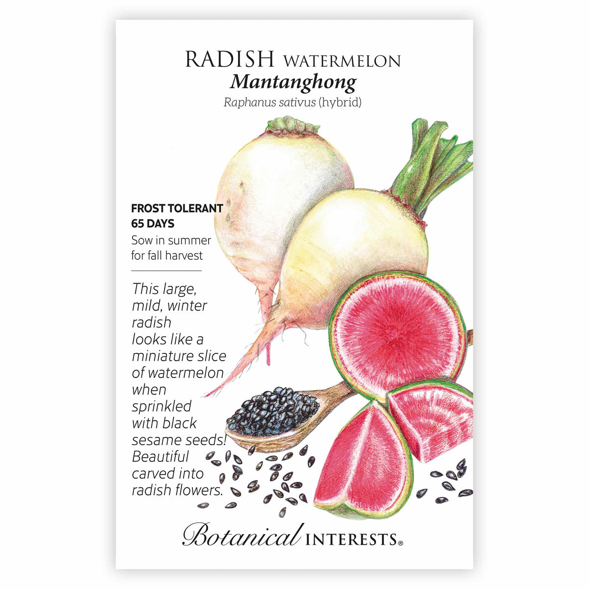 Seed packet illustration for Mantanghong Watermelon Radish showing whole pale green-white radishes with leafy tops beside sliced rounds and wedges revealing hot pink flesh with a green rind, plus a spoonful of black sesame seeds scattered nearby, with text noting frost tolerance, 65-day maturity, and fall harvest sowing instructions.