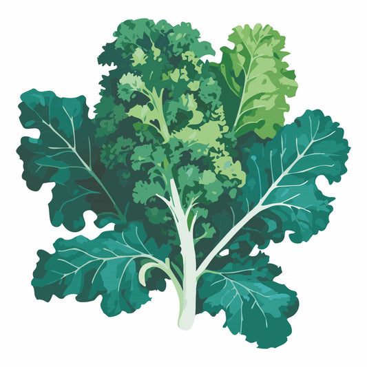 Detailed botanical illustration of a head of White Russian Kale featuring white stems and oak-leaf shaped blue-green leaves, isolated on a white background.