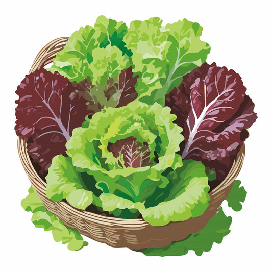 Detailed botanical illustration of a woven basket filled with vibrant red and green heads of Heirloom Gardens Mix Lettuce, isolated on a white background.