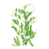 Botanical illustration of a Wando pea plant showing curling tendrils, small white flowers, and clusters of plump green pods, with one pod opened to reveal round peas inside.