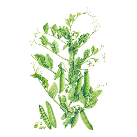 Botanical illustration of a Wando pea plant showing curling tendrils, small white flowers, and clusters of plump green pods, with one pod opened to reveal round peas inside.