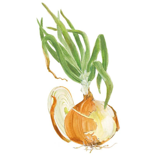 Watercolour illustration of a yellow Granex onion with papery brown-gold skin peeling back to reveal pale flesh, tall green leaves sprouting from the top, and thin roots at the base.