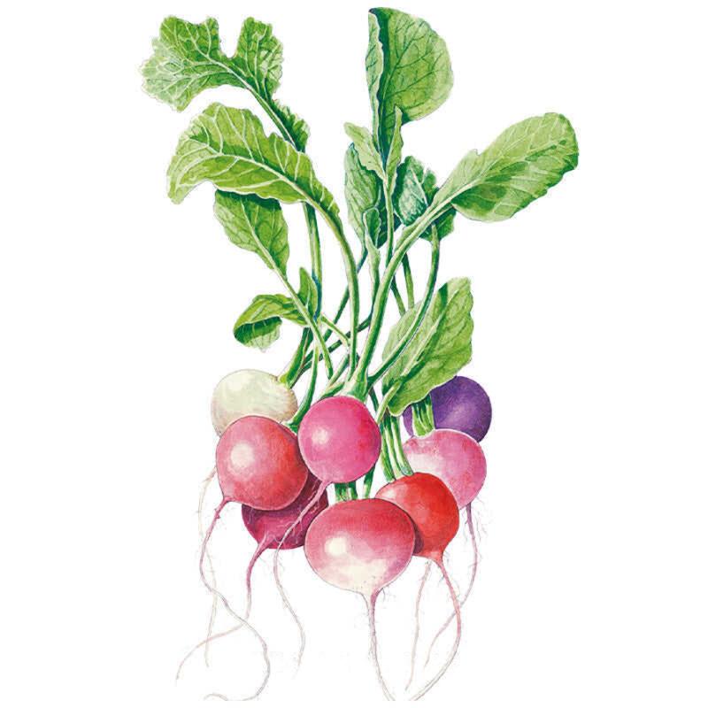 Detailed botanical illustration of a colorful cluster of Easter Egg Blend radishes in shades of red, pink, white, and purple with vibrant green leafy tops on a white background.