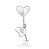 Black and white line art illustration of a heart-shaped radish seedling with two leaves on a white background, labeled 