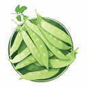 Detailed botanical illustration of a pile of crisp, light-green Oregon Giant Snow Pea pods with visible peas inside a circular tray, isolated on a plain white background.