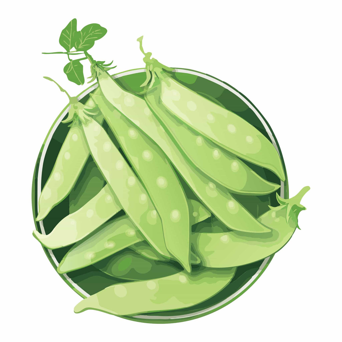 Detailed botanical illustration of a pile of crisp, light-green Oregon Giant Snow Pea pods with visible peas inside a circular tray, isolated on a plain white background.