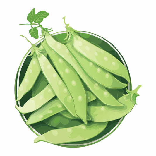 Detailed botanical illustration of a pile of crisp, light-green Oregon Giant Snow Pea pods with visible peas inside a circular tray, isolated on a plain white background.