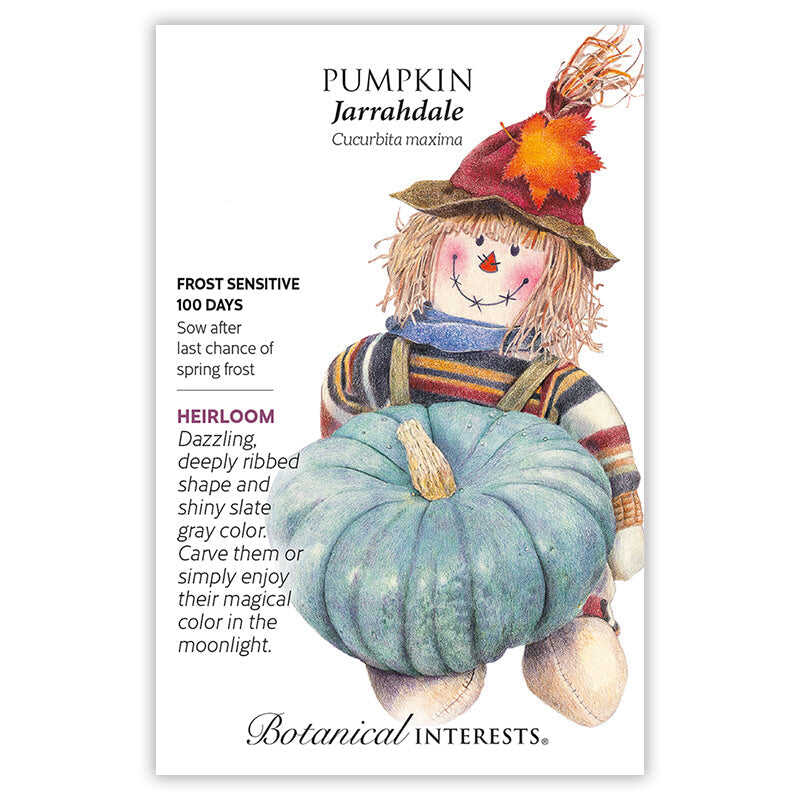 Seed packet for Jarrahdale heirloom pumpkin, illustrated with a straw-hatted scarecrow holding a deeply ribbed, slate-gray pumpkin, with text noting it's frost sensitive, 100 days to maturity, and sown after the last spring frost.