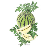 Illustration of a Cream of Saskatchewan Watermelon with leaves and slices on a white background