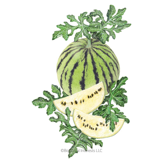 Illustration of a Cream of Saskatchewan Watermelon with leaves and slices on a white background
