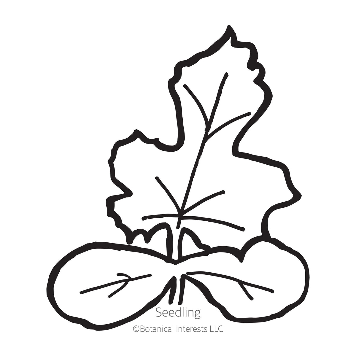 Black line drawing of Cream of Saskatchewan Watermelon seedling in a white background. 