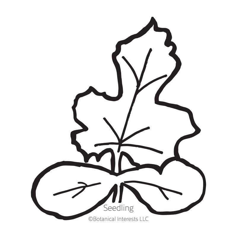 Black line drawing of Cream of Saskatchewan Watermelon seedling in a white background. 