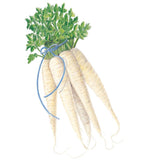 Illustration of a bundle of long, tapered creamy-white parsnips with feathery green tops, tied with a blue string, roots showing fine trailing fibers, against a plain white background.