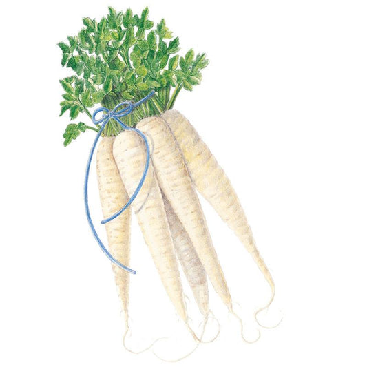 Illustration of a bundle of long, tapered creamy-white parsnips with feathery green tops, tied with a blue string, roots showing fine trailing fibers, against a plain white background.