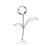 Line drawing of a young parsnip seedling with a slender stem, two smooth elongated leaves, and a jagged, seed-covered cotyledon leaf at the top, labeled 