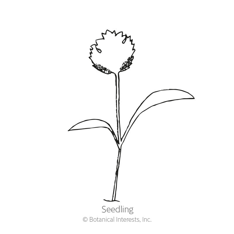 Line drawing of a young parsnip seedling with a slender stem, two smooth elongated leaves, and a jagged, seed-covered cotyledon leaf at the top, labeled 
