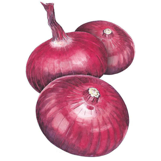 Watercolour illustration of three flattened, disc-shaped red Cipollini onions with glossy magenta skins and papery striations, one still bearing its dried stem, against a plain white background.
