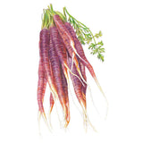 Illustration of a bundle of Cosmic Purple carrots showing deep purple, ridged skin, tapering white and orange-streaked tips, and feathery green tops still attached, set against a plain white background.