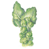 Botanical illustration of a Brussels sprouts stalk, showing tightly packed round green sprouts along the stem beneath two large veined leaves, set against a plain white background.