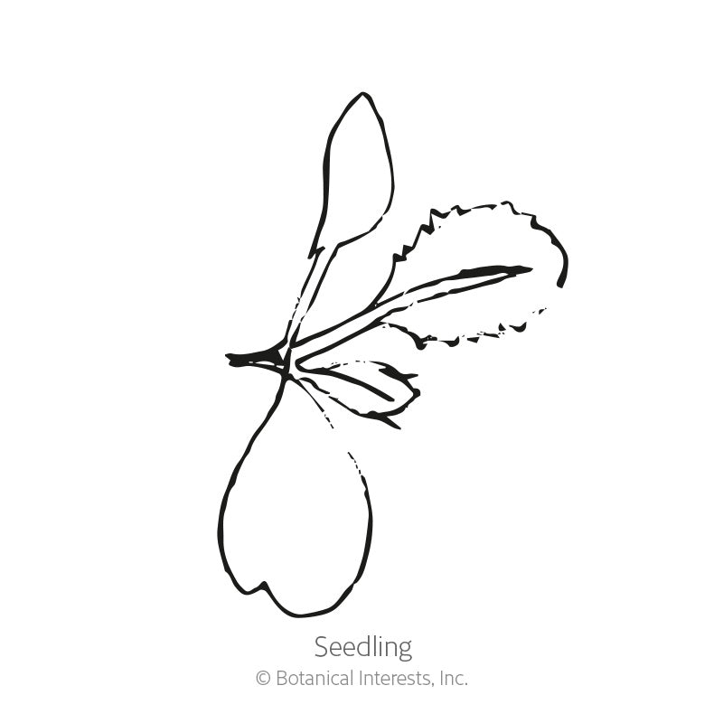 Line drawing labeled "Seedling" showing a young cabbage plant with two rounded seed leaves below and a single true leaf with a ruffled, serrated edge emerging above.