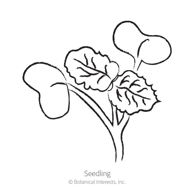 Line drawing of a radish seedling labeled "Seedling," showing rounded seed leaves and a pair of true leaves with toothed edges on a single stem.