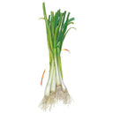 Illustration of a bunched scallion onion showing tall, upright dark green hollow leaves, long white stalks, and a mass of fine white roots at the base, set against a plain white background.