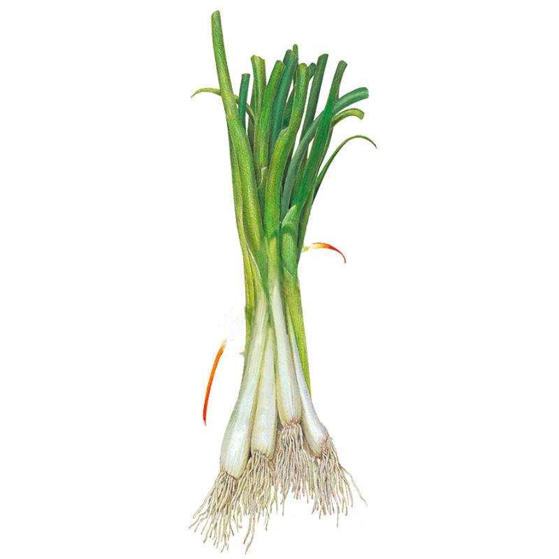 Illustration of a bunched scallion onion showing tall, upright dark green hollow leaves, long white stalks, and a mass of fine white roots at the base, set against a plain white background.
