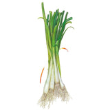 Illustration of a bunched scallion onion showing tall, upright dark green hollow leaves, long white stalks, and a mass of fine white roots at the base, set against a plain white background.