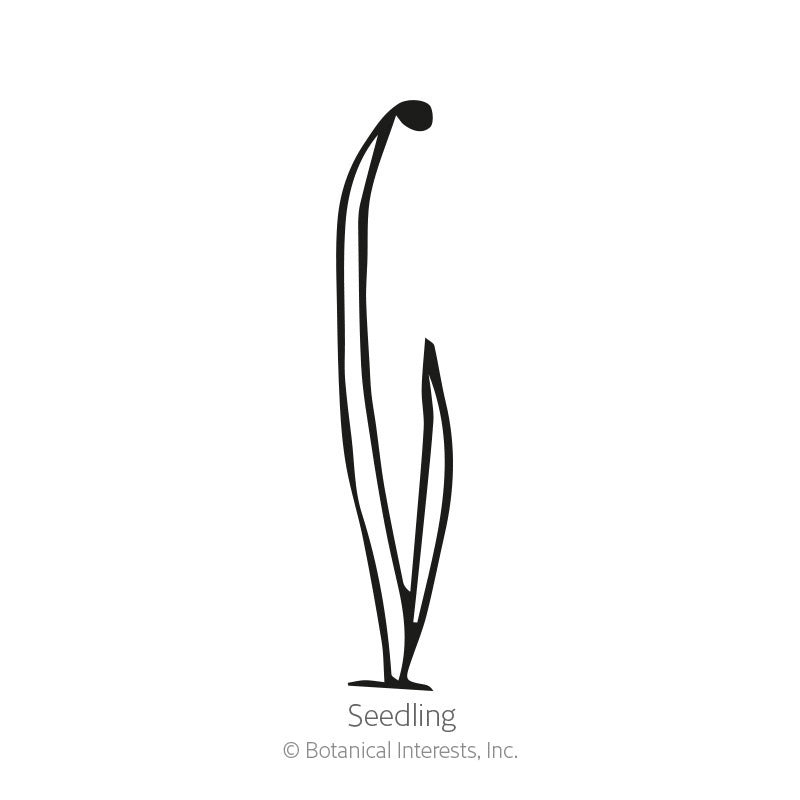 Simple black-and-white line drawing of a bunching onion seedling, labeled 