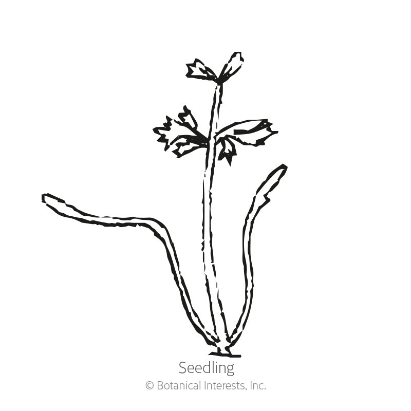 Black and white line art illustration of a young carrot seedling with thin leafy shoots, labeled "Seedling" with copyright text for Botanical Interests, Inc.