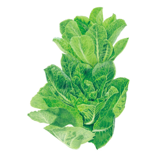Botanical illustration of a tall, upright head of green Parris Island Cos romaine lettuce for Parris Island Cos Romaine Lettuce Seeds.