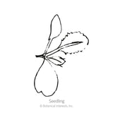 Line drawing of a young broccoli seedling, showing two rounded seed leaves atop a slender stem with a jagged-edged true leaf emerging to the side, labeled 
